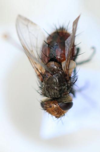 Gonia vacua